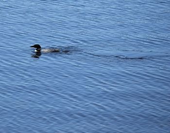 High angle view of duck swimming in lake