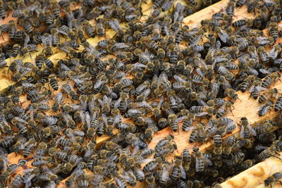 High angle view of bee on the ground