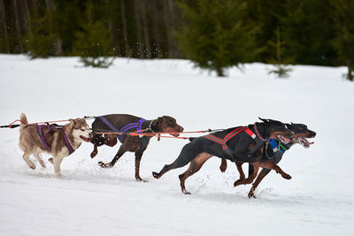 Running doberman dog on sled dog racing. winter dog sport sled competition. dobermann pinscher dog