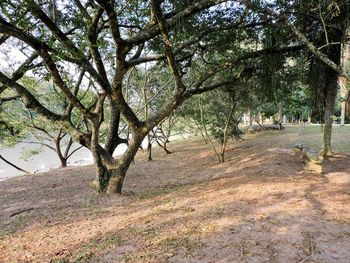 Trees growing on landscape