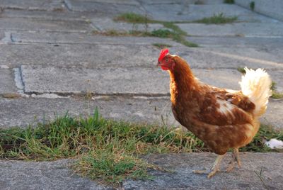 Side view of a bird on field