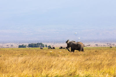 Horse grazing on field against clear sky