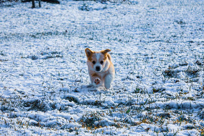 Portrait of dog in snow