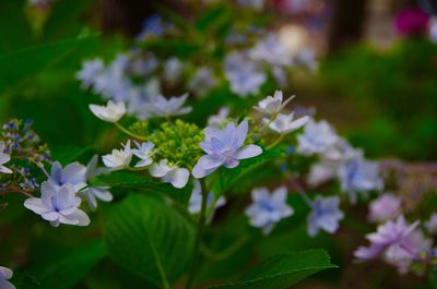 Close-up of white flowering plant