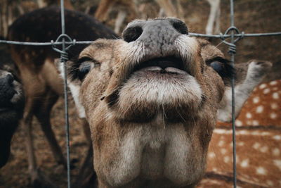 Close-up of deer 