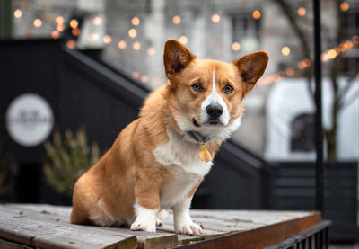 Portrait of dog sitting outdoors