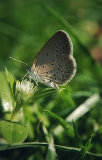 Close-up of butterfly pollinating flower