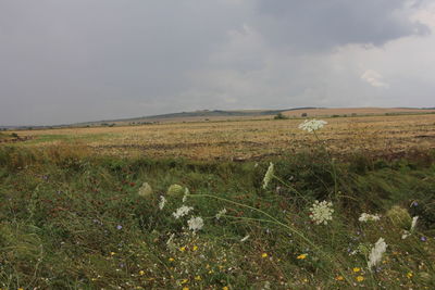 Scenic view of grassy field against sky