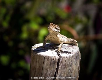 Close-up of lizard perching on wood