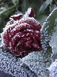 Close-up of frozen plant during winter