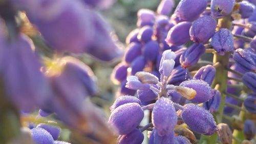 Close-up of purple flowers blooming outdoors