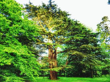 Trees growing in park