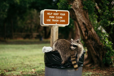 Raccoon sitting in garbage bin