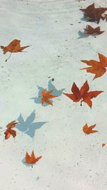 Maple leaves on ground