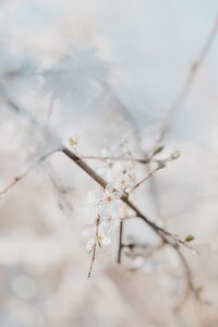 Close-up of cherry blossoms on branch