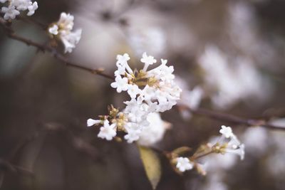 Close-up of white cherry blossom tree