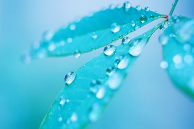 Close-up of water drops on leaves