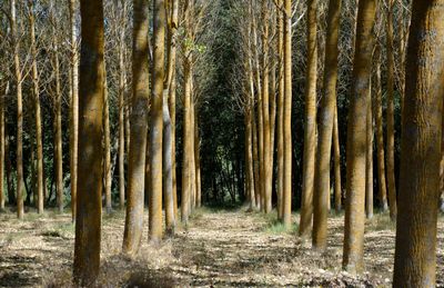 Trees in forest