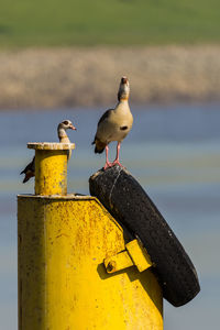 Seagull perching on a bird