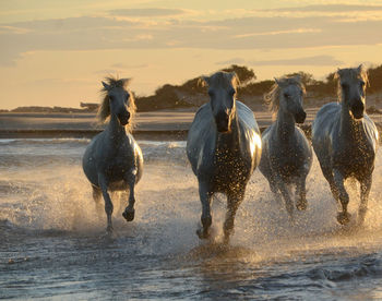 Horses running in sea against sky during sunset