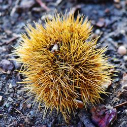 High angle view of caterpillar