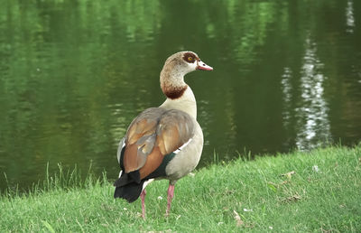 Mallard duck on a lake