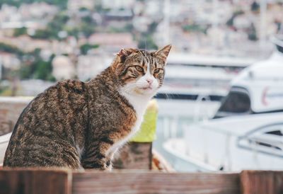 Portrait of a cat