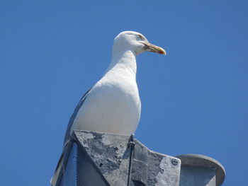 Low angle view of seagull perching against clear sky