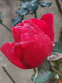 Close-up of wet red rose blooming outdoors