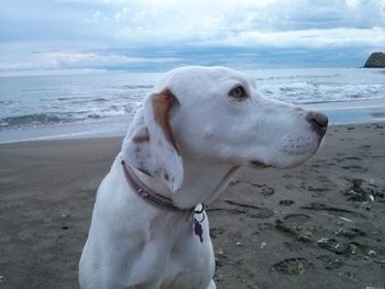 Close-up of dog on beach against sky