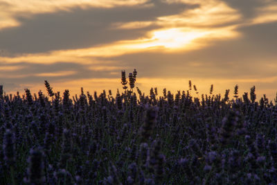 Purple flowering plants on field against sky during sunset