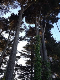 Low angle view of trees in forest against sky