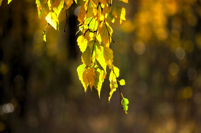 Close-up of yellow flowering plant