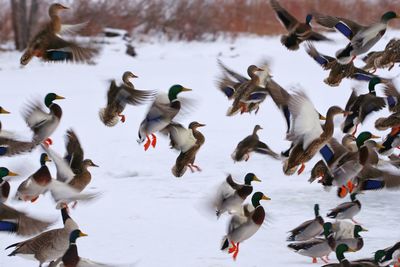 Group of colorful mallard ducks flying in to land in the snow covered ground. 