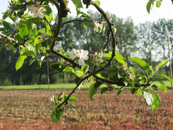 Close-up of plant growing on field