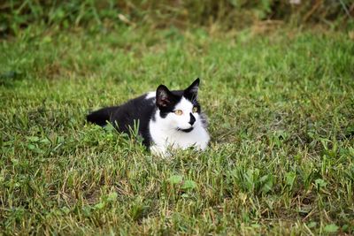 Portrait of cat on field