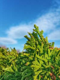 Plants growing against sky