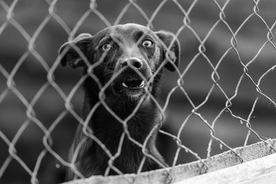 Dog looking through chainlink fence