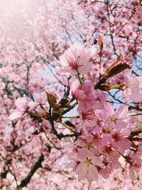 Close-up of pink cherry blossoms in spring