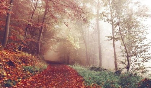 Trees in forest during autumn