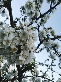 Low angle view of apple blossoms in spring