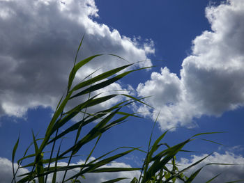Low angle view of plant against cloudy sky