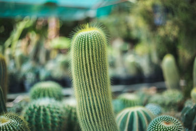 Close-up of cactus plant