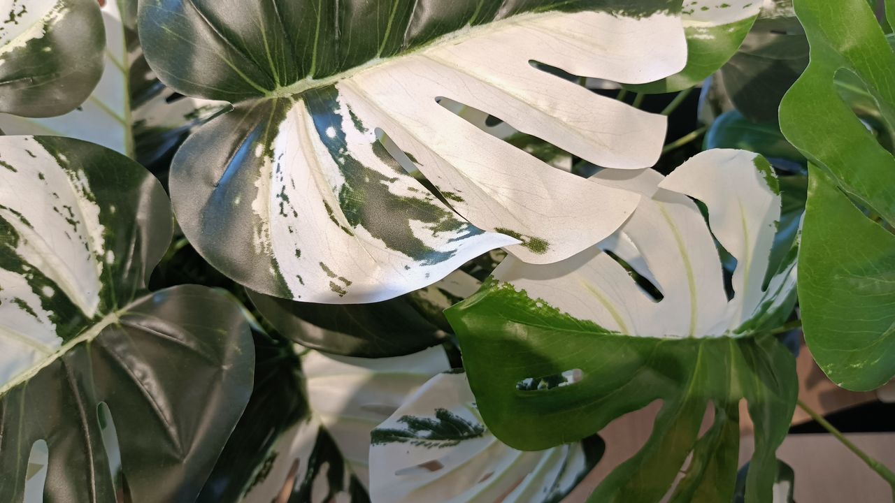 CLOSE-UP OF WHITE FLOWERING PLANT LEAVES ON GREEN PLANTS