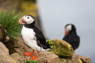 Close-up of birds perching on rock