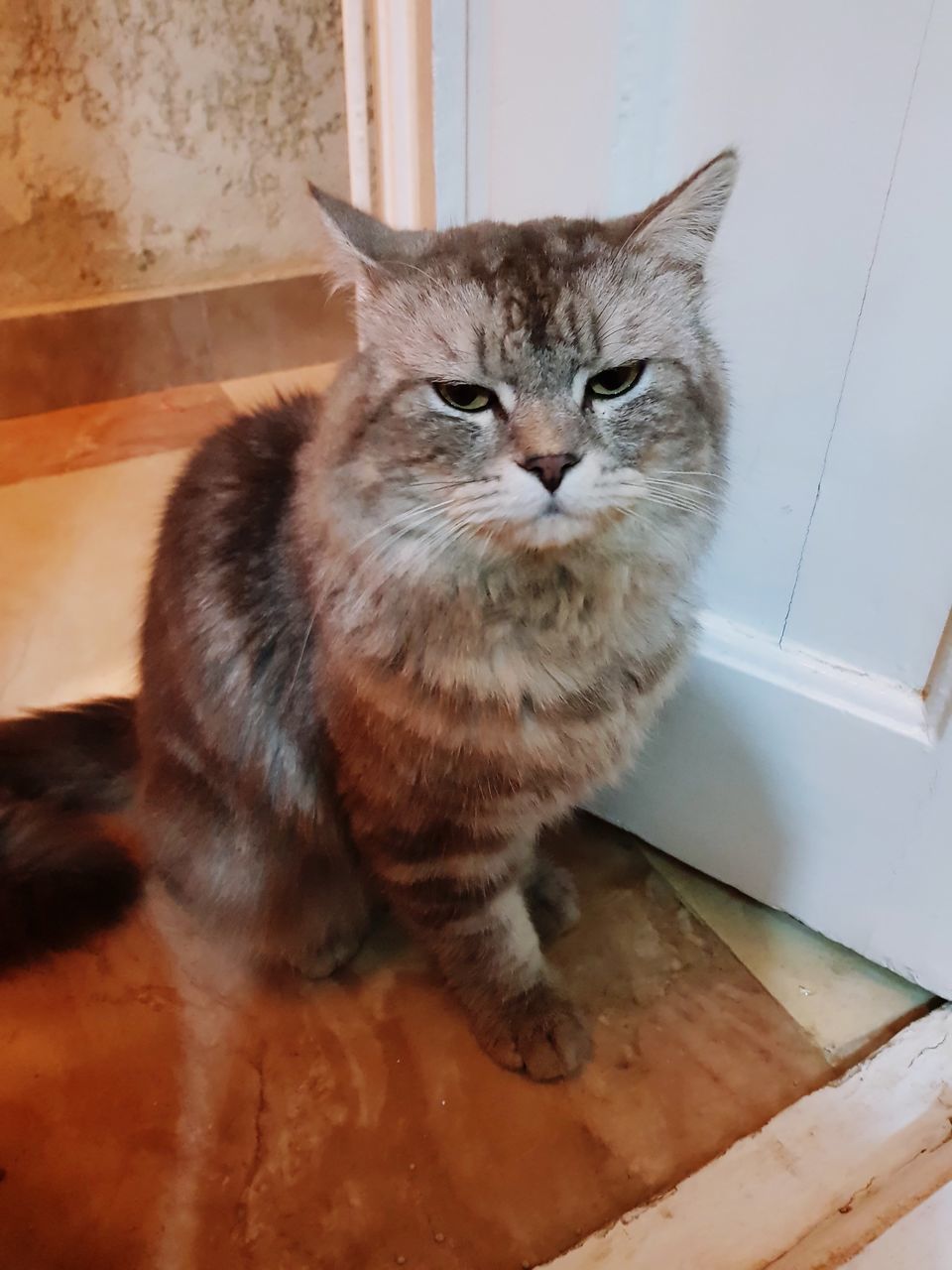 CAT SITTING