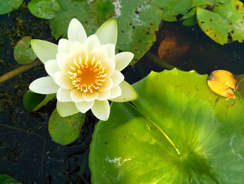 Close-up of lotus water lily in lake