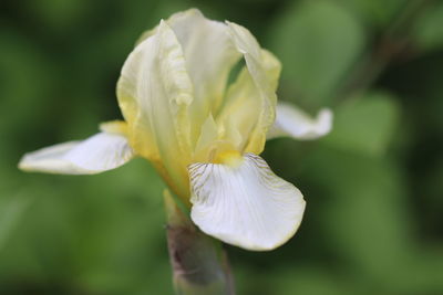 Close-up of white flowering plant