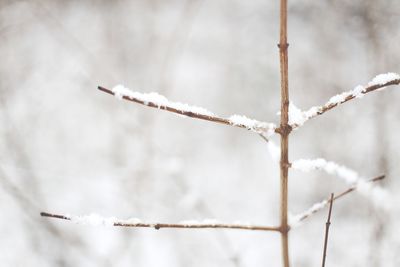 Close-up of frozen branch against sky