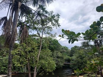 Scenic view of palm trees in forest against sky